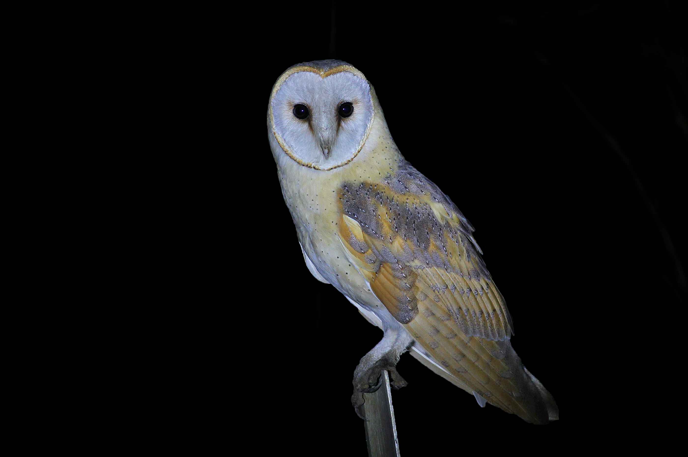 Barn Owl